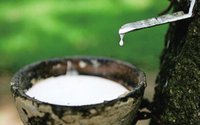前10月世界天然橡膠產(chǎn)量同比增長5.5%
