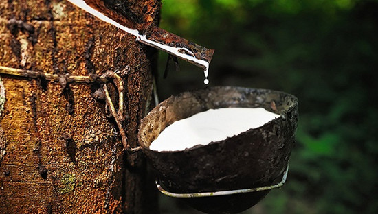 泰國橡膠砍樹挺價?