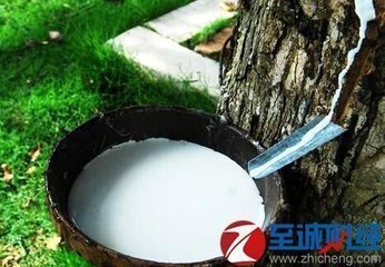 海南推行天然橡膠價(jià)格保險(xiǎn)