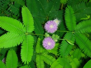 我國(guó)科研人員找到生物材料形態(tài)變化的“控制鍵”