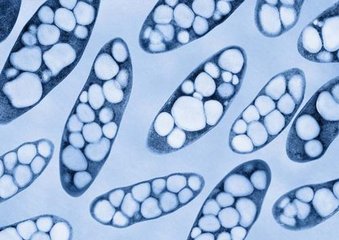 背靠大海合成生物塑料 阻斷“白色污染”不是夢