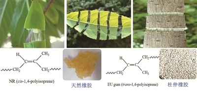 杜仲膠產業將迎來曙光