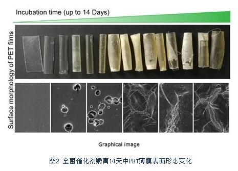 科研人員開發(fā)出全新的嗜熱全菌催化塑料生物降解策略