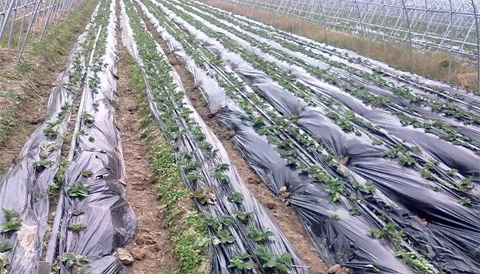 環(huán)保大潮下 聚乳酸可降解材料（PLA）行業(yè)市場需求將超50萬噸