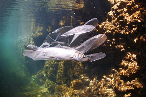 日本研發出可在海水中降解塑料袋：一年完全降解