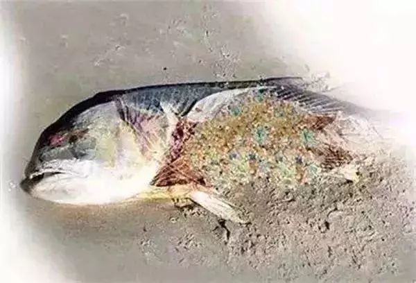 新西蘭研究人員在海洋魚類肌肉組織中發現微塑料