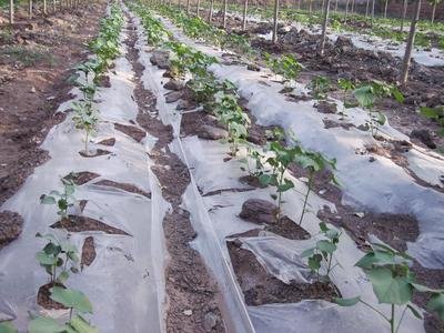 農業農村部：推進全生物降解地膜替代應用