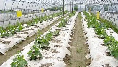 農業部：全面支持可降解地膜 鼓勵秸稈制備聚乳酸