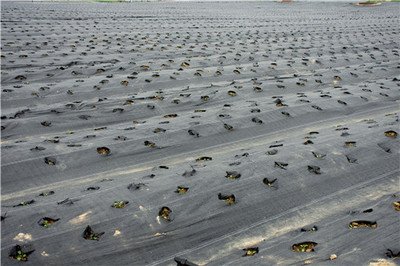 陜西發布《措施》：示范推廣全生物可降解地膜
