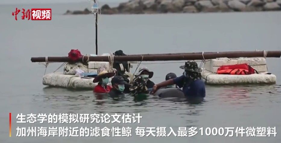 國際最新研究：美海岸濾食性鯨每天攝入最多1000萬件微塑料